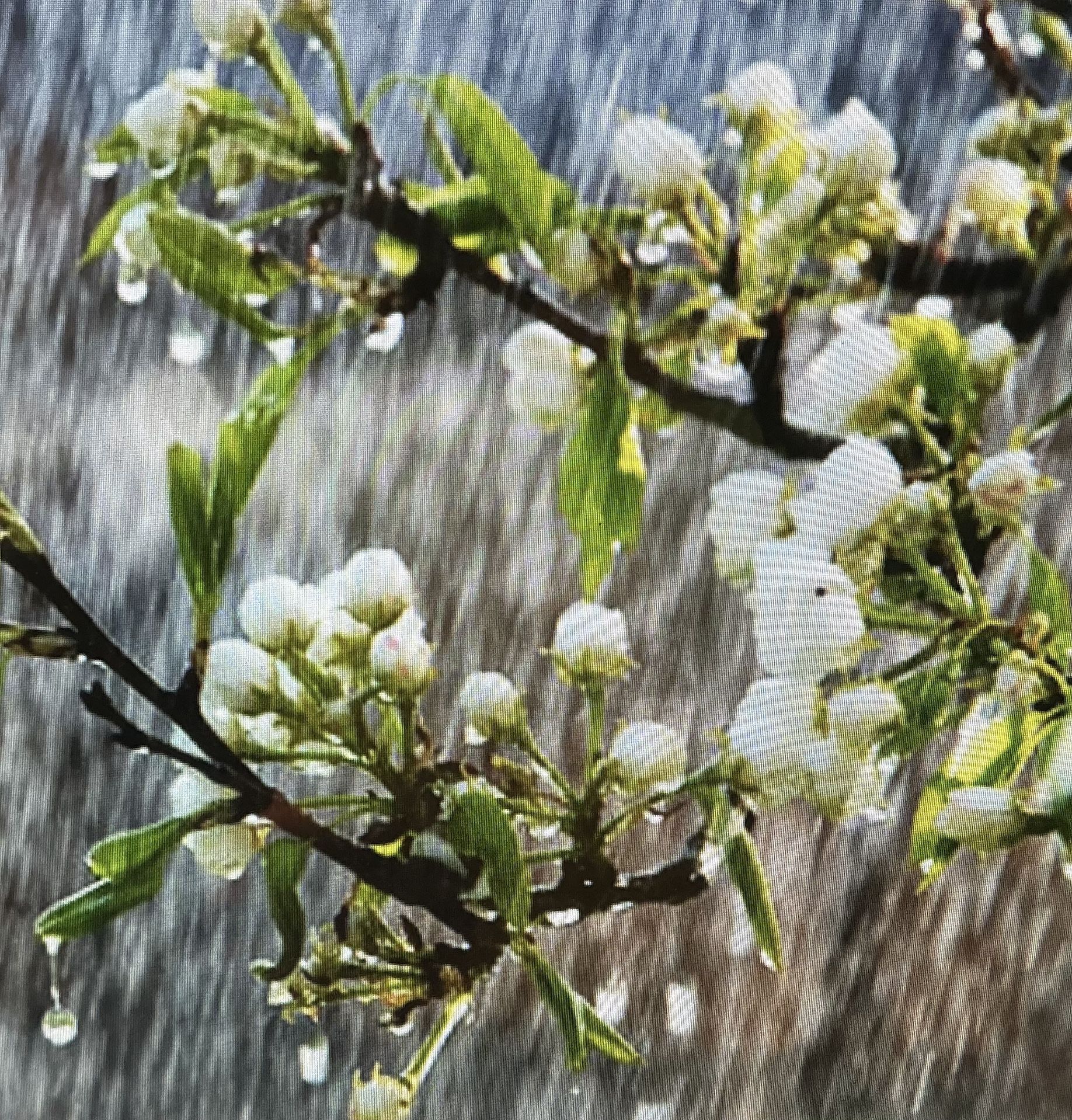 POPLAR China Rain Fragrant, 2 Ounce Oil, Formulated In Berkeley, California. At Body Times In The 1970S.