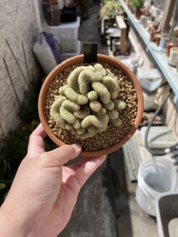 Mammillaria Elongata Cristata (Brain Cactus) In Terracotta