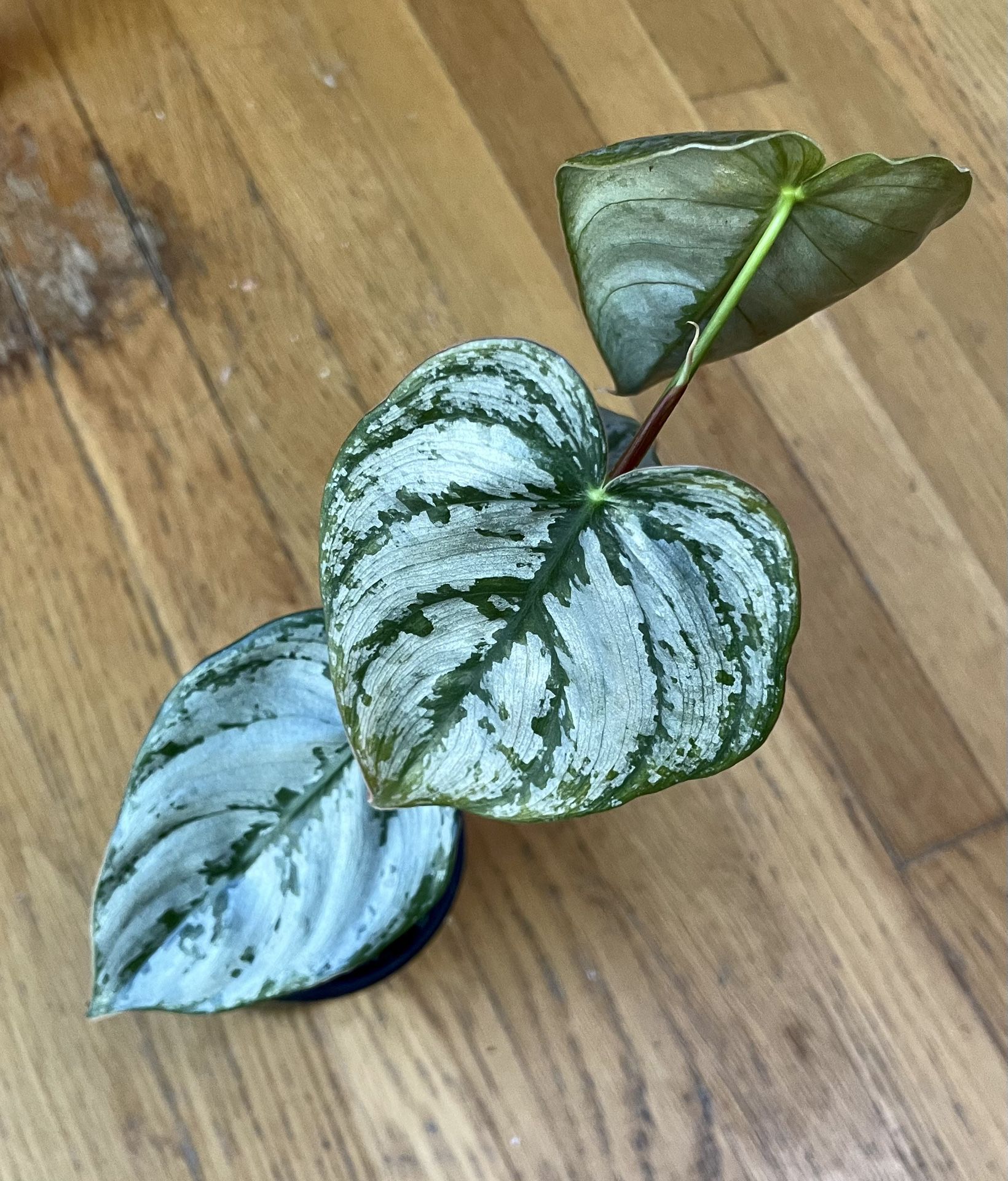 Philodendron Brandi Plant / Spring Sale / Free Delivery Available 