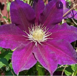 Clematis