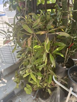 Hoya Plants