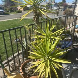 Yucca plant