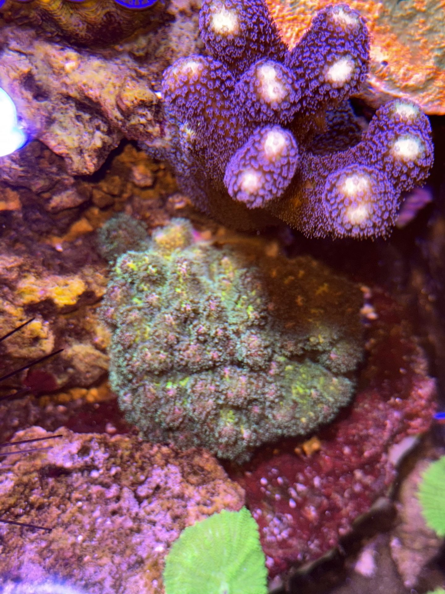 Fake Green SPS Coral