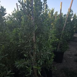 Ficus Nitida Hedge Or Private