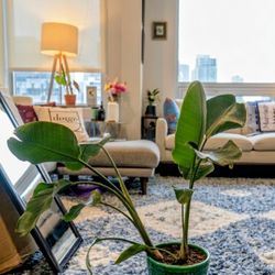 Large Healthy Birds Of Paradise Plant In A Planter