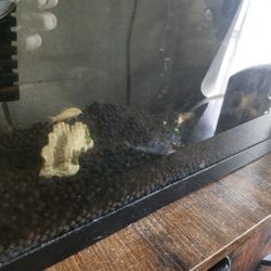 Fish Tank For Two Albino Cory