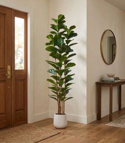 Artificial 7FT Fig Tree w/ White Planter