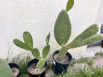 Prickly Pear Plants