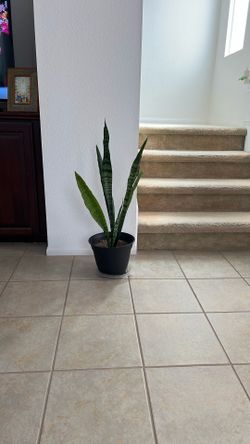 Beautiful, Healthy Snake Plant