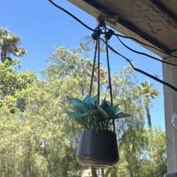 Hanging Plants