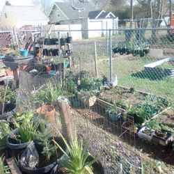 Plants,Shrubs,Trees Sale