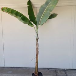 Banana Tree