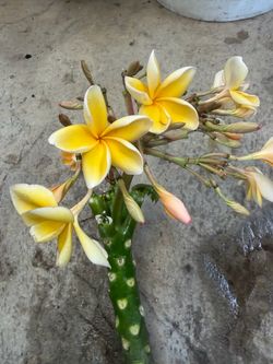 Cutting plumeria
