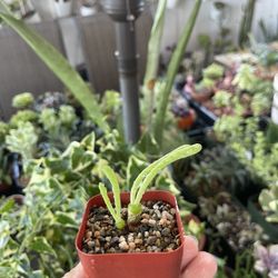 Bunny Ears Succulent