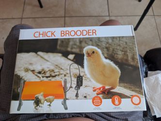 Bird chick brooder 12"x8"