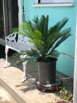 Healthy Sago Palm Thee ,Read To Plant