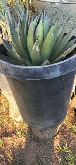Agave Plant in Black Plastic Pot