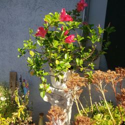 Plastic Flower Pot With Gorgeous Flowers 
