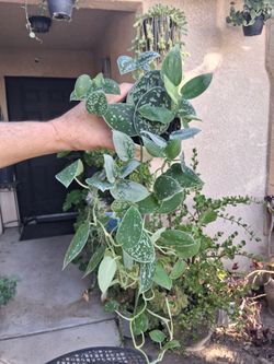 Scindapsus Pictus Argyraeus "Satin Pothos " $18