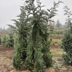 6’-7’ Leyland Cypress 
