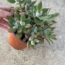 6in Pot Echeveria Chenille Succulent Plant 