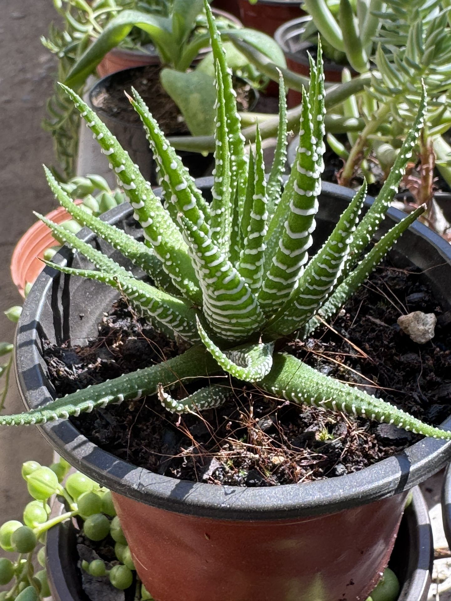 Cactus & Succulents 4”pot