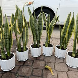 Snake Plant In Ceramic Pot 