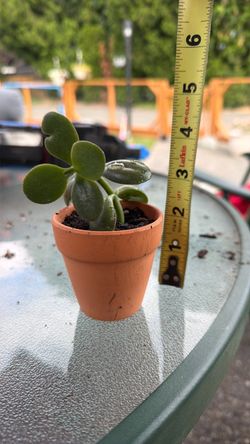 Jade