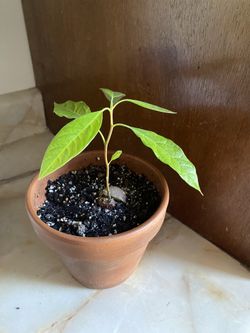 Healthy Avocado Plant Indoor House Potted Plants