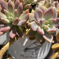 Plants For Sale, Succulents