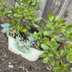 Plantas
