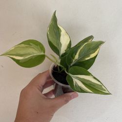 Beautiful Philodendron Rio Sport Plant