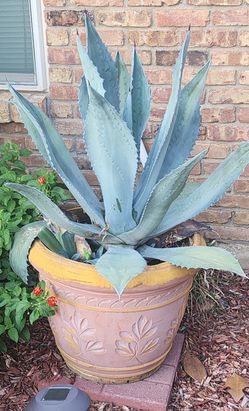 Pots for sale!! Prices vary by pot size and whether it has a plant. ($5 –$60 each)