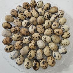 Corturnix Quails Eggs $4/dzn