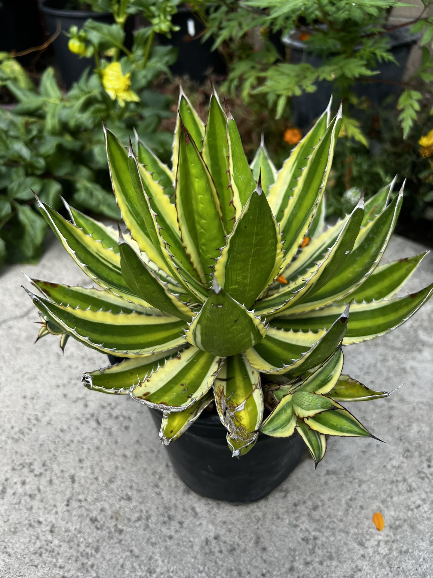 Succulents