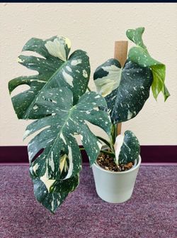 Monstera Thai Constellation Plant