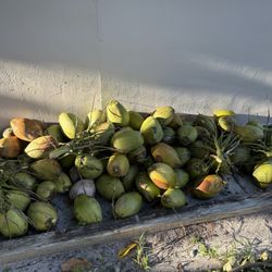 Fresh Coconuts 