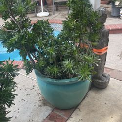 Plant Pot With Plant 2 PCs 