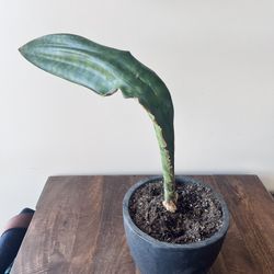 20” Whale fin sansevieria in 6" fiberglass pot