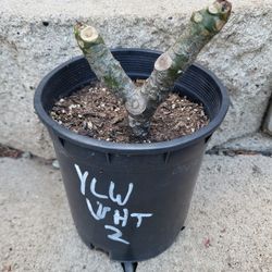 Yellow And White Plumeria Plant One Gallon Pot 