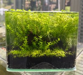 Nano 1g tank