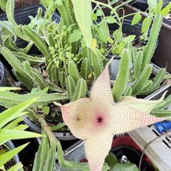 Plant Sales Of all Kinds 