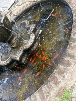 Gold Fishes , Filters, Aeration