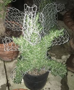 TOPIARY PLANTS  - We Make Many Shapes in Many Sizes - Great For Gifts!