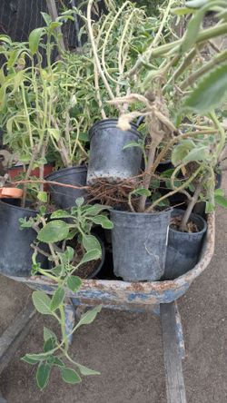 Oregano Arbol Plants – Live Potted Tree Oregano – $3 Each