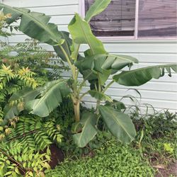 Banana Trees 