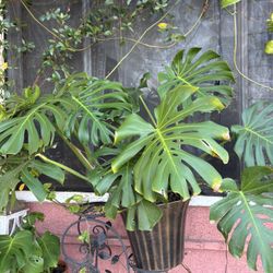 Monstera 