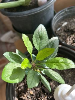 Apple Tree Seedling