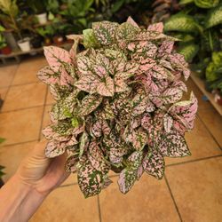 Pink Polka Dot Plant