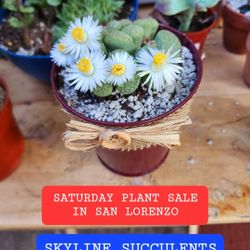 PLANT SALE  SUCCULENT  TH8S WEEK IN SAN LORENZO